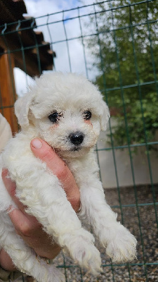 du Moulin de Bonneval - Bichon Frise - Portée née le 04/08/2024