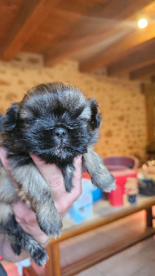 du Moulin de Bonneval - Shih Tzu - Portée née le 01/10/2024