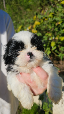 du Moulin de Bonneval - Shih Tzu - Portée née le 08/08/2024