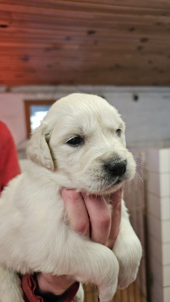 du Moulin de Bonneval - Chiot disponible  - Golden Retriever