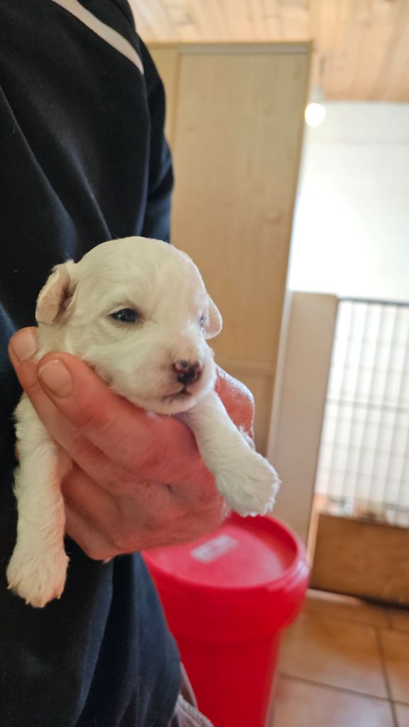 du Moulin de Bonneval - Chiot disponible  - Bichon Frise