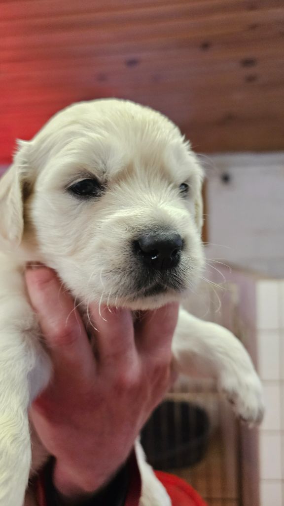 du Moulin de Bonneval - Chiot disponible  - Golden Retriever