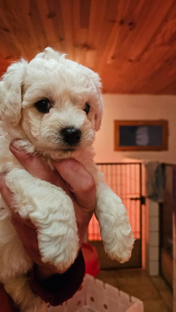 du Moulin de Bonneval - Chiot disponible  - Bichon Frise