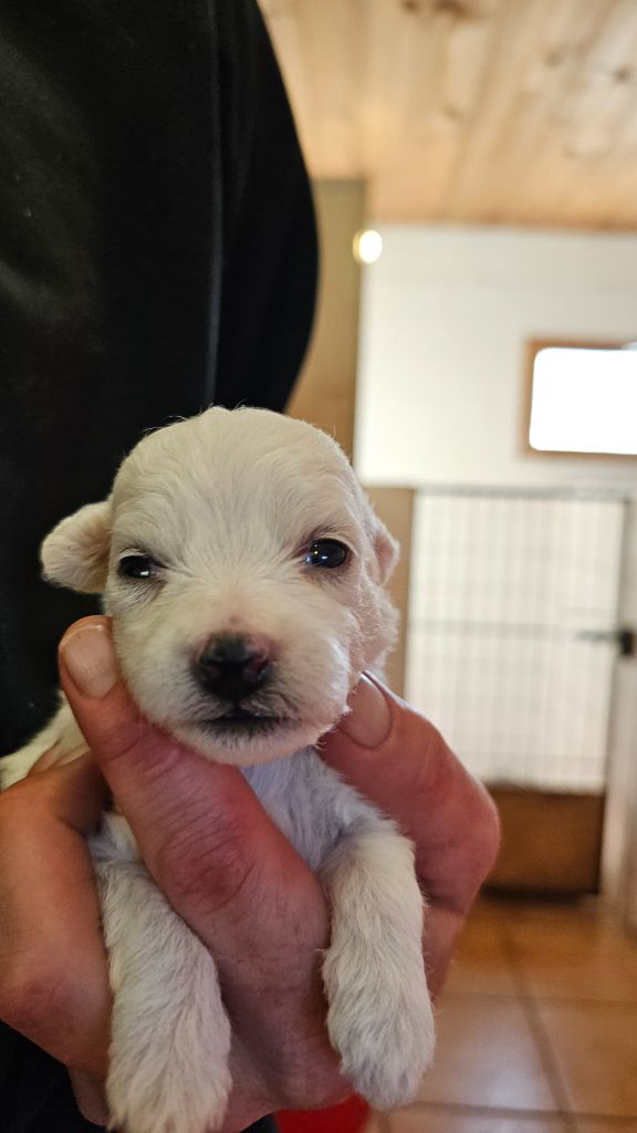 du Moulin de Bonneval - Chiot disponible  - Bichon Frise