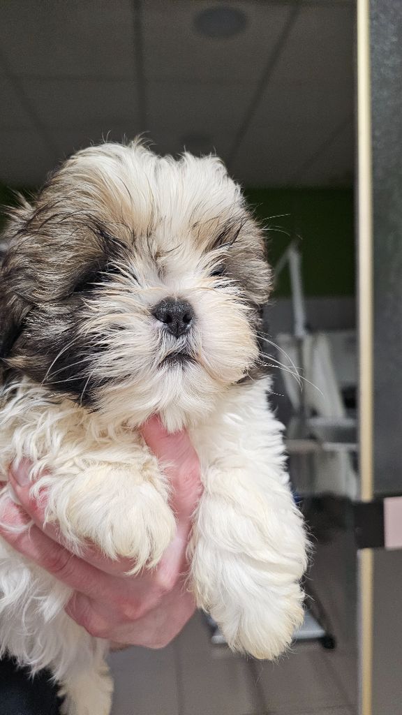 du Moulin de Bonneval - Chiot disponible  - Shih Tzu