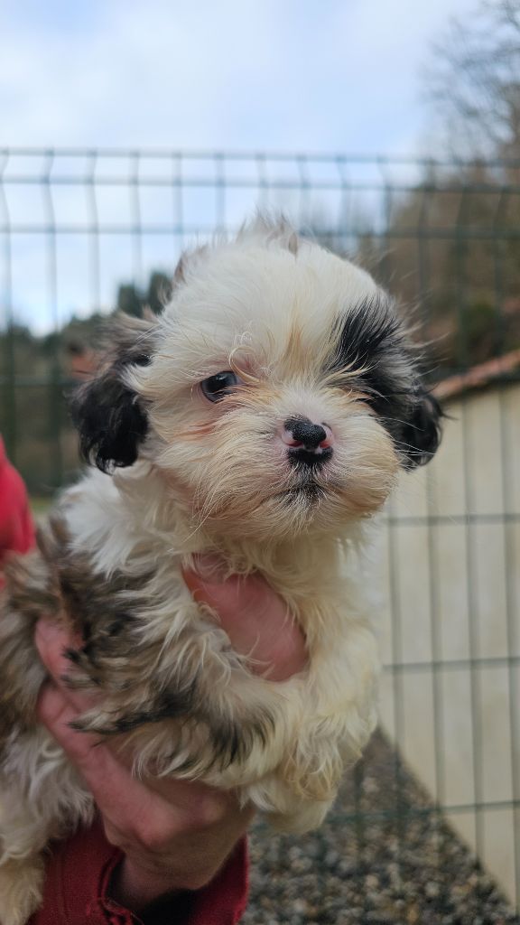 du Moulin de Bonneval - Chiot disponible  - Shih Tzu