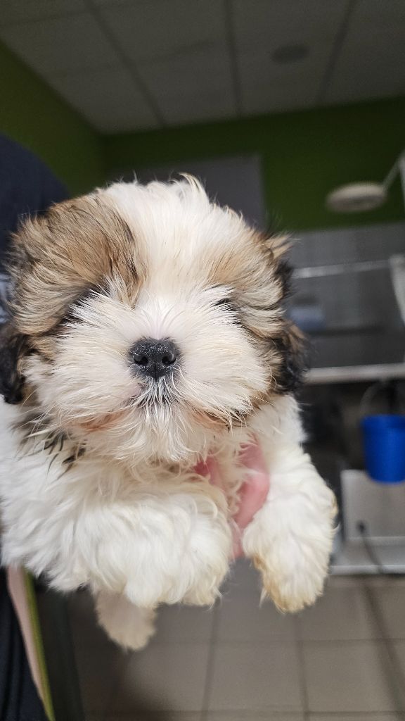 du Moulin de Bonneval - Chiot disponible  - Shih Tzu