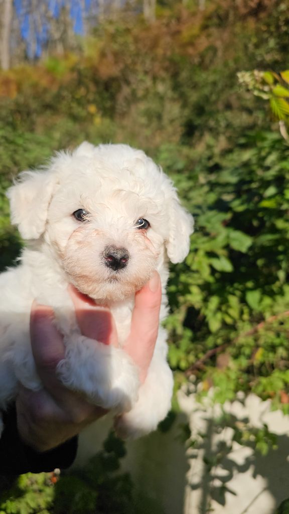 du Moulin de Bonneval - Chiot disponible  - Bichon Frise