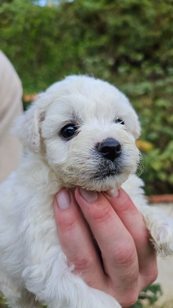 du Moulin de Bonneval - Chiot disponible  - Bichon Frise