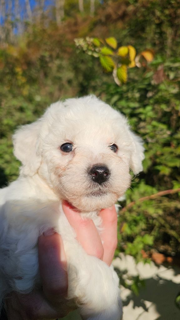 du Moulin de Bonneval - Chiot disponible  - Bichon Frise