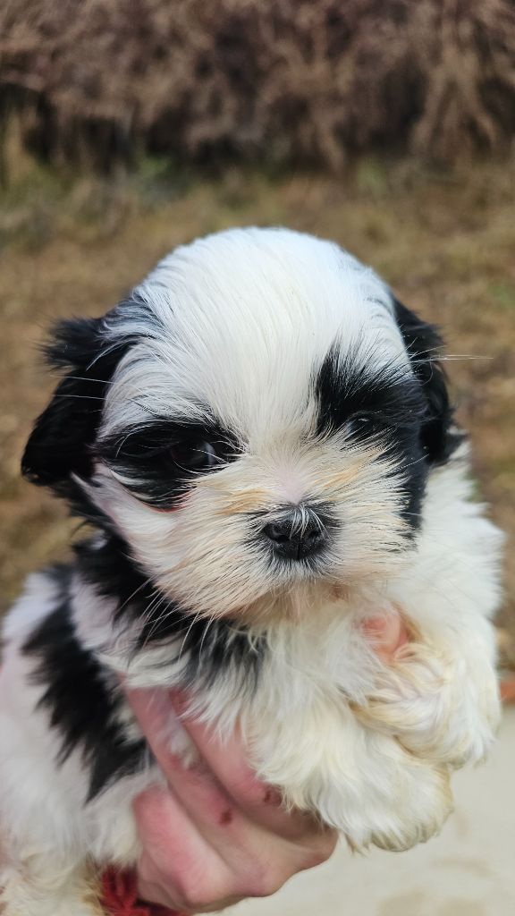 du Moulin de Bonneval - Chiot disponible  - Shih Tzu