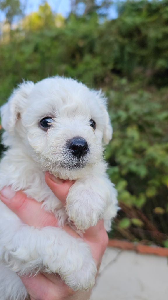 du Moulin de Bonneval - Chiot disponible  - Bichon Frise