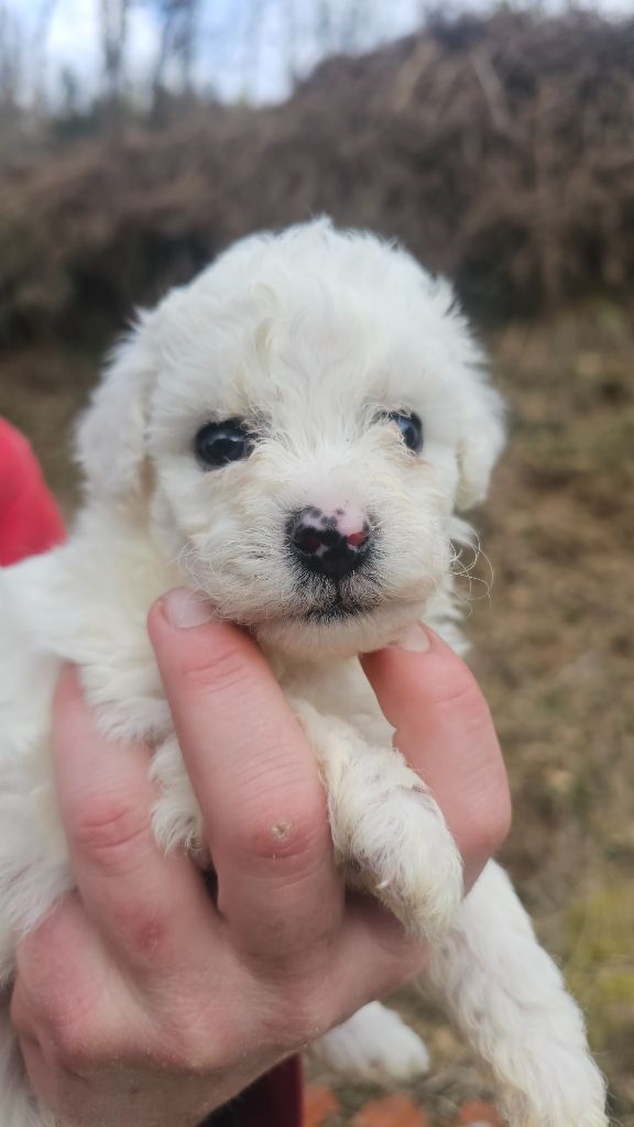 du Moulin de Bonneval - Chiot disponible  - Bichon Frise