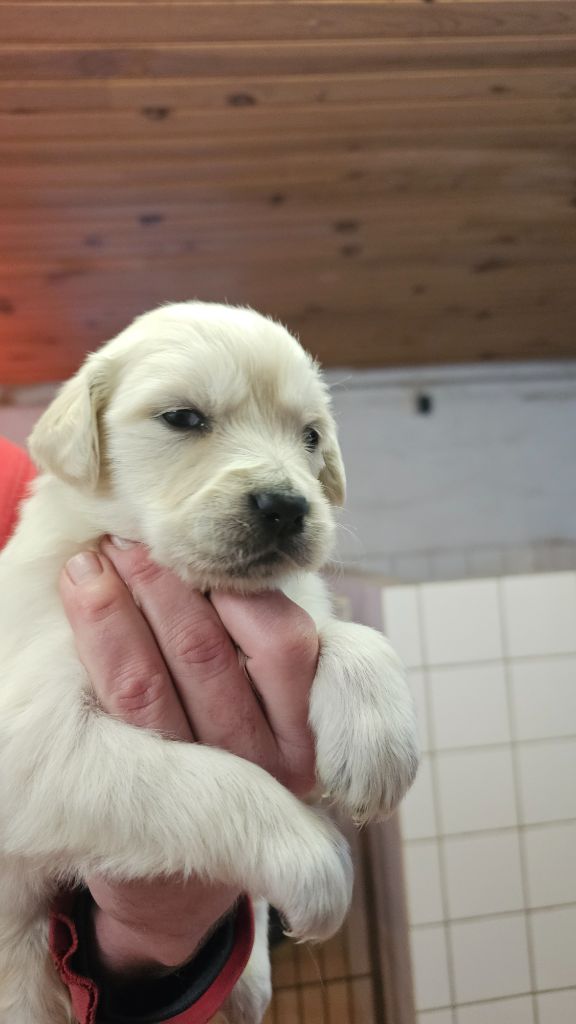 du Moulin de Bonneval - Chiot disponible  - Golden Retriever