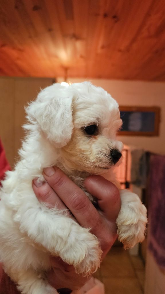 du Moulin de Bonneval - Chiot disponible  - Bichon Frise