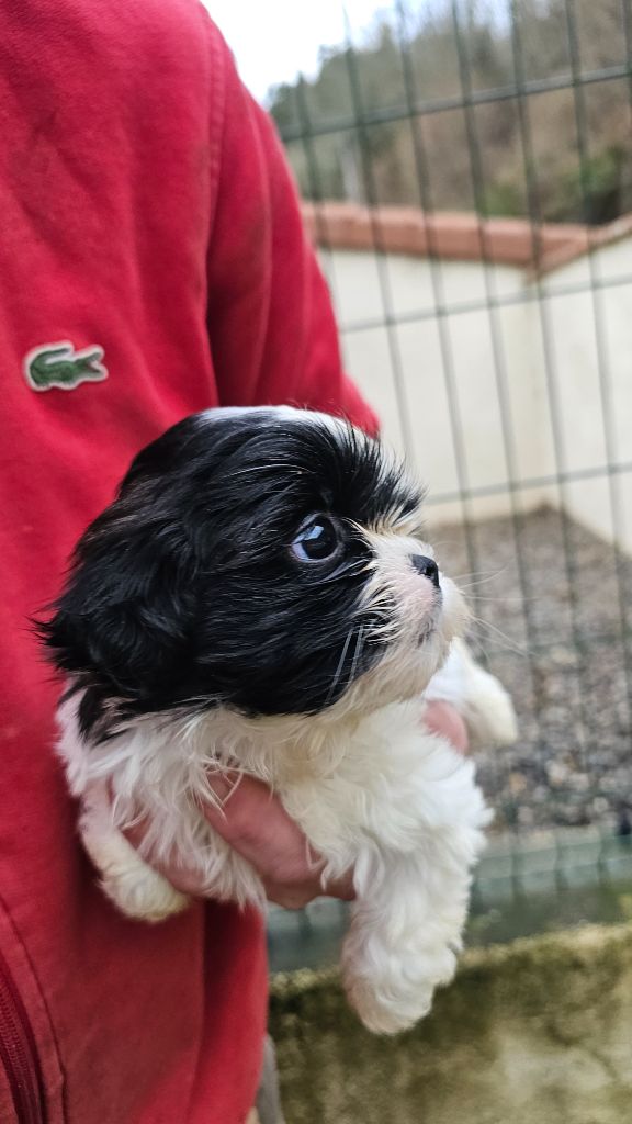 du Moulin de Bonneval - Chiot disponible  - Shih Tzu