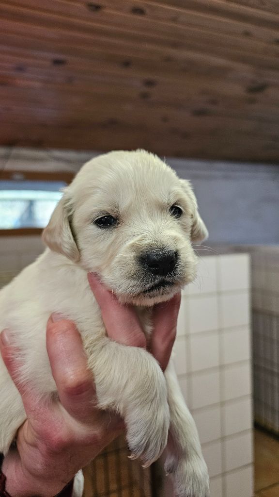 du Moulin de Bonneval - Chiot disponible  - Golden Retriever