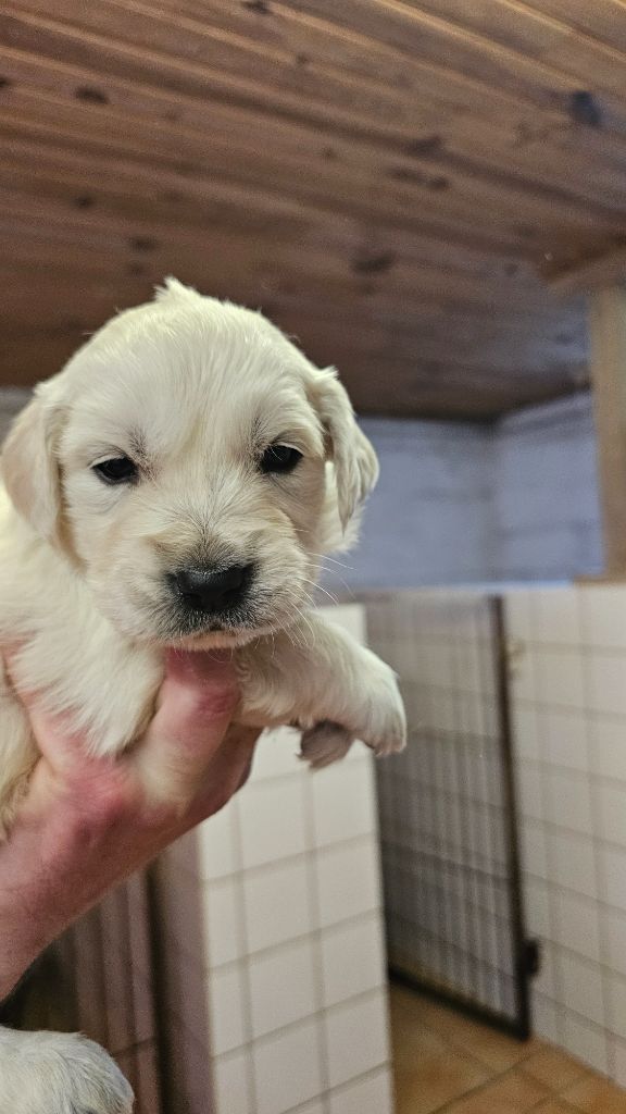 du Moulin de Bonneval - Chiot disponible  - Golden Retriever