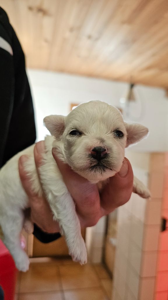 du Moulin de Bonneval - Chiot disponible  - Bichon Frise