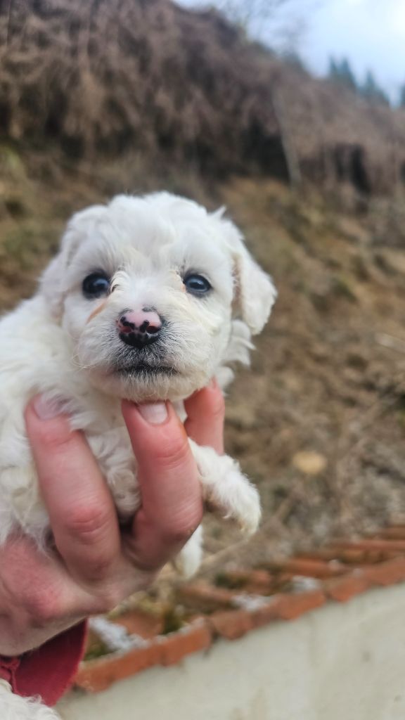 du Moulin de Bonneval - Chiot disponible  - Bichon Frise