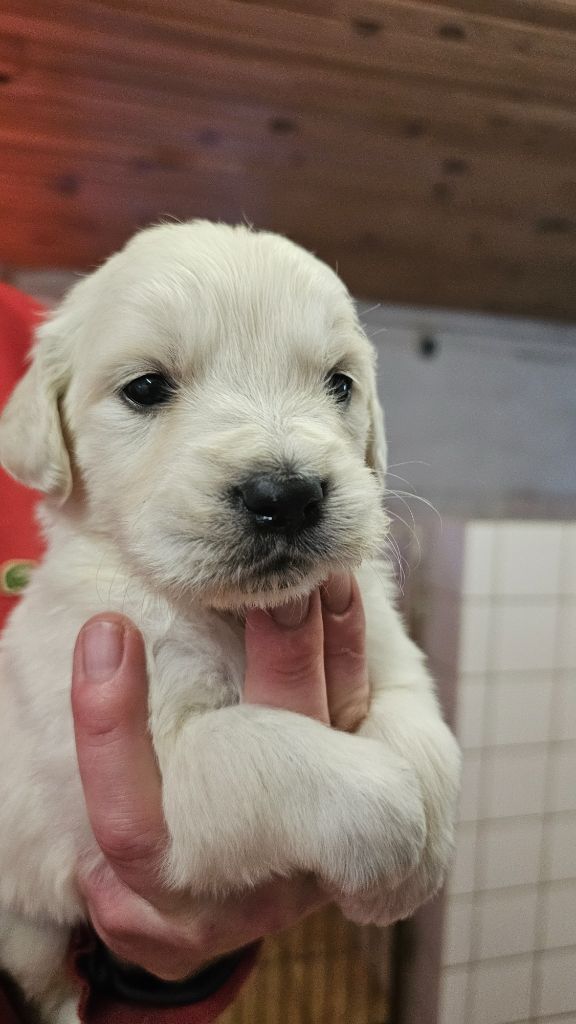 du Moulin de Bonneval - Chiot disponible  - Golden Retriever