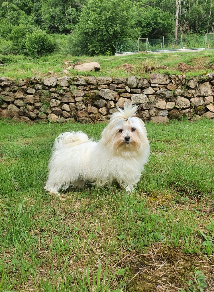 Rony du Moulin de la Terrasse