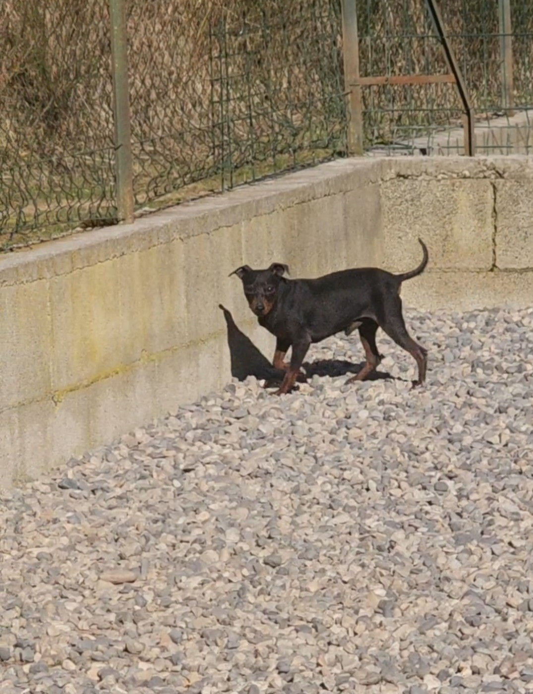 valerio des Princes Pinscher