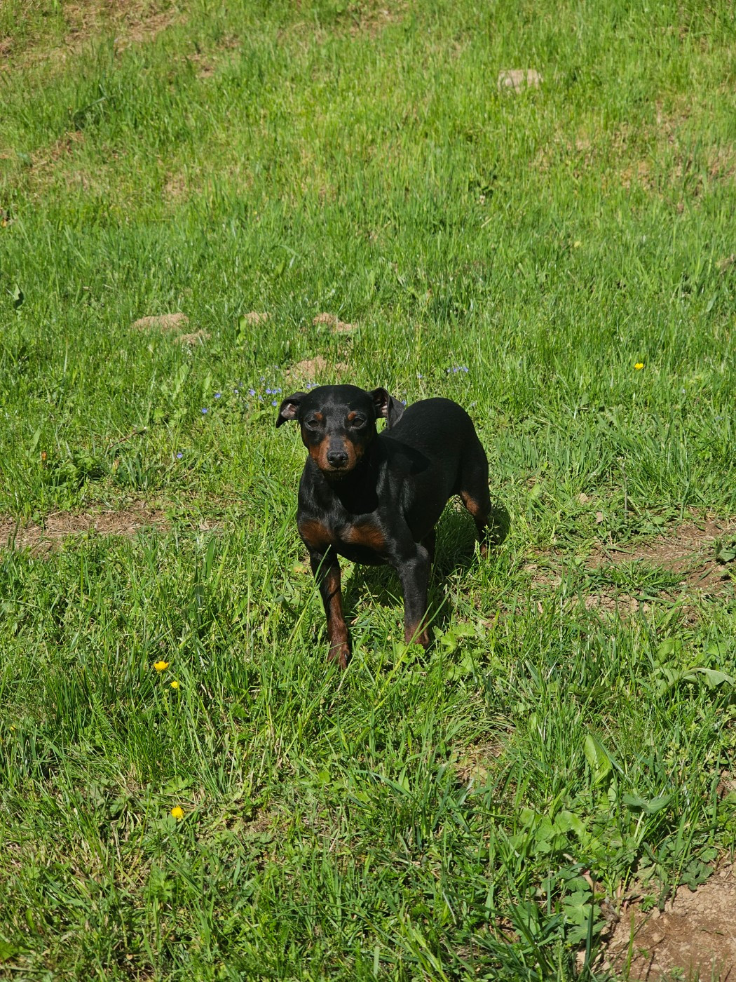valerio des Princes Pinscher