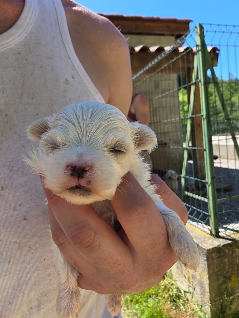 du Moulin de Bonneval - Chiots disponibles - Bichon maltais