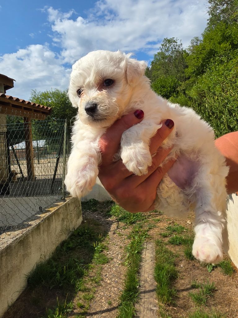 du Moulin de Bonneval - Chiots disponibles - Bichon Frise