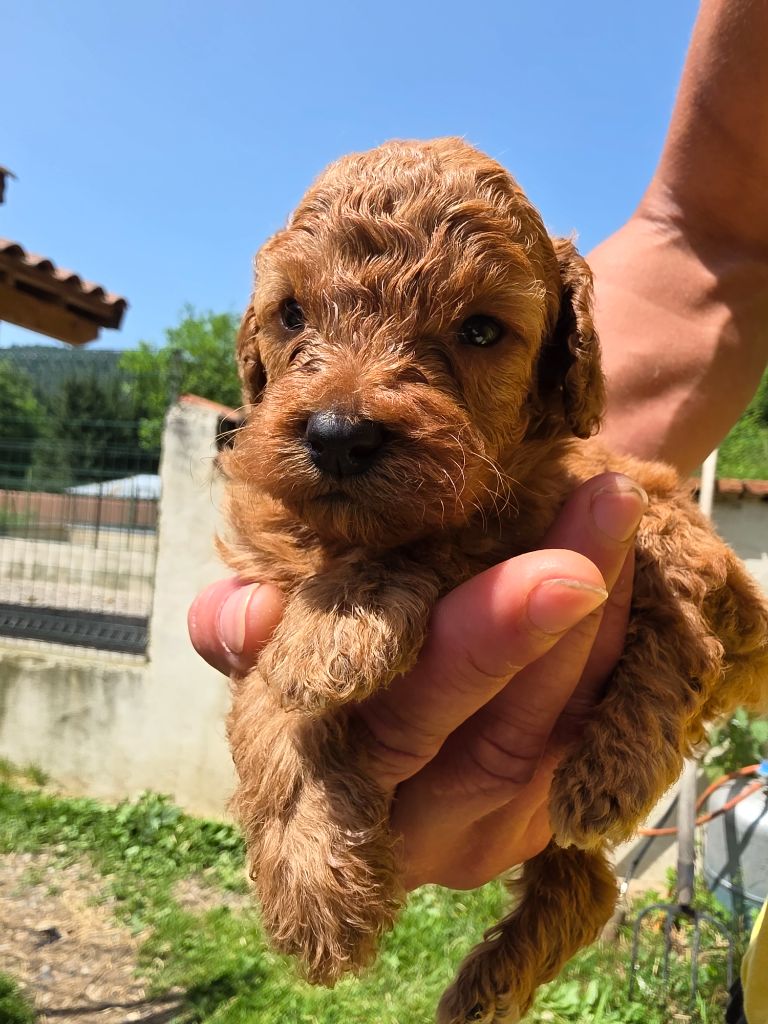 du Moulin de Bonneval - Chiots disponibles - Caniche