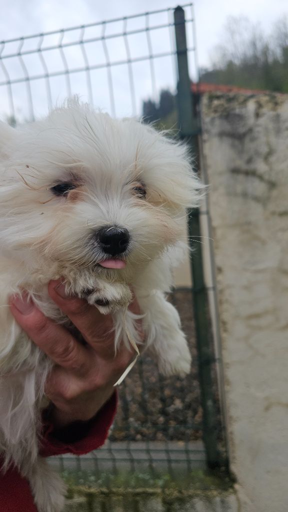 du Moulin de Bonneval - Chiots disponibles - Bichon maltais