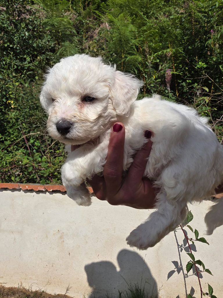 du Moulin de Bonneval - Chiots disponibles - Bichon Frise