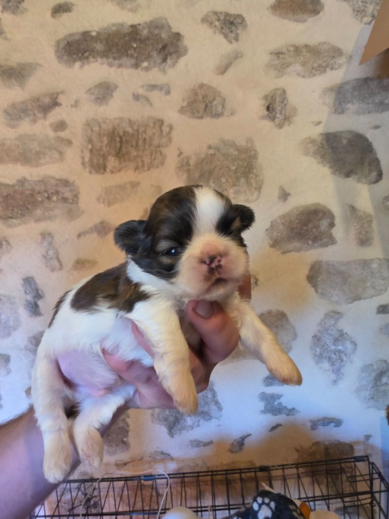du Moulin de Bonneval - Chiots disponibles - Shih Tzu