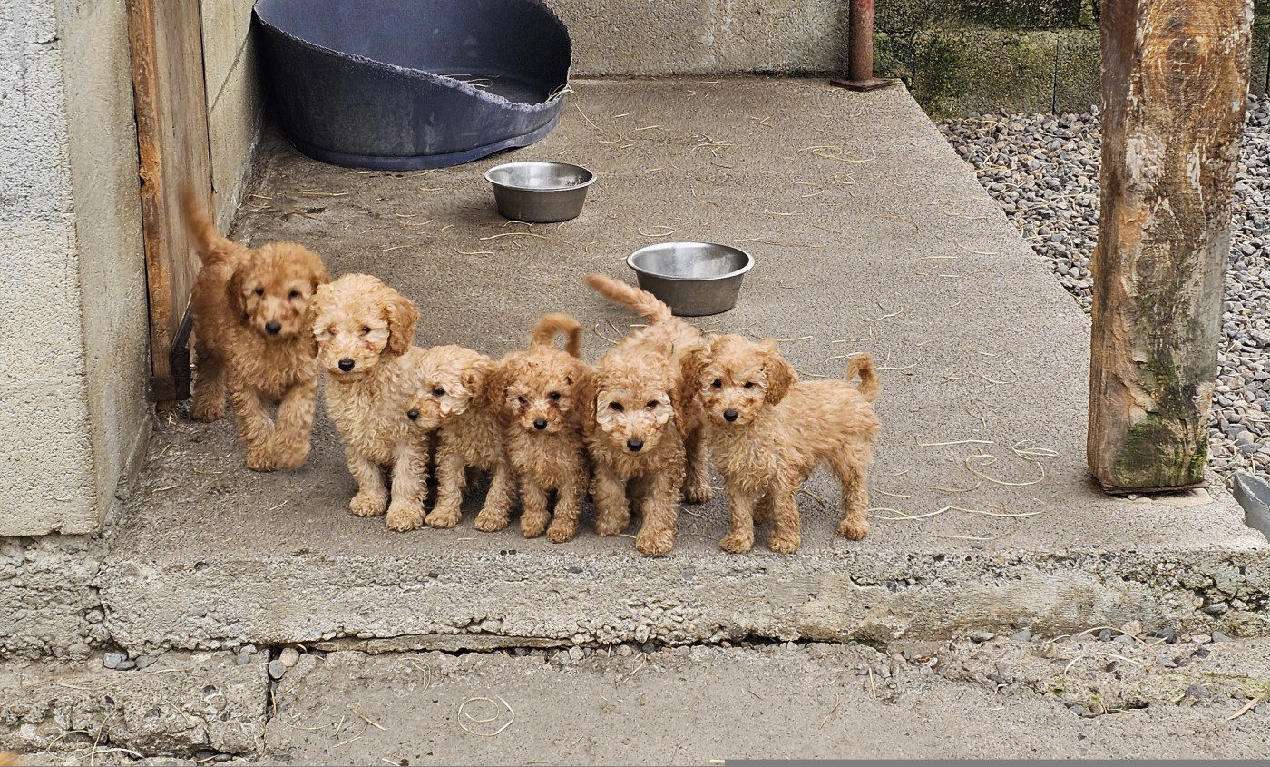 du Moulin de Bonneval - Caniche - Portée née le 15/07/2025