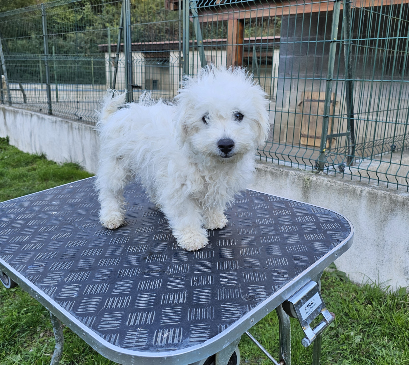 du Moulin de Bonneval - Chiots disponibles - Bichon Frise