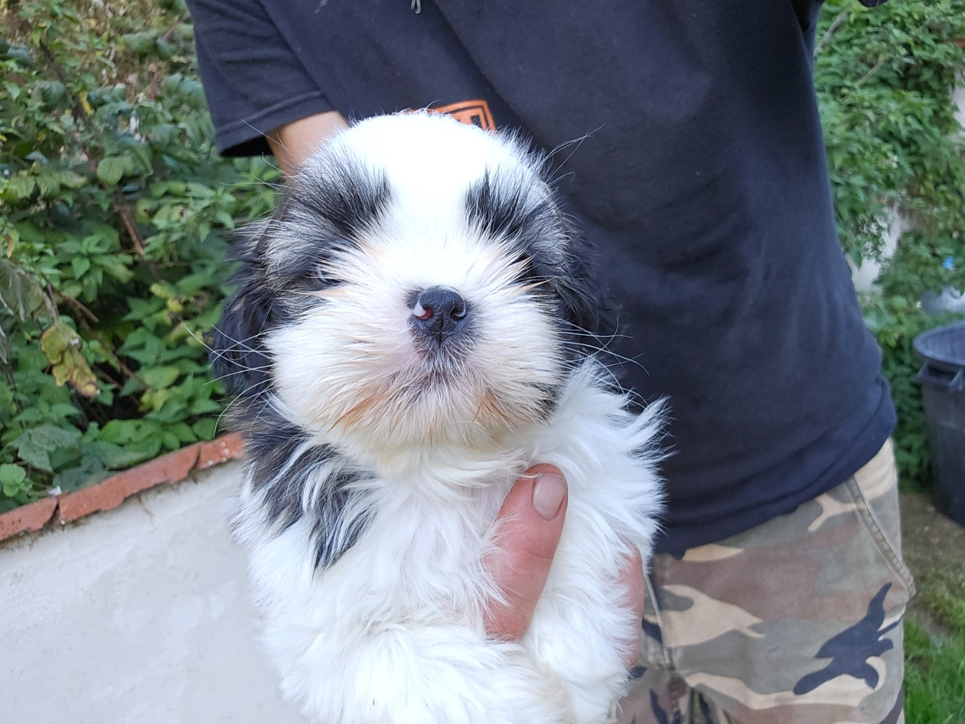 du Moulin de Bonneval - Chiots disponibles - Shih Tzu