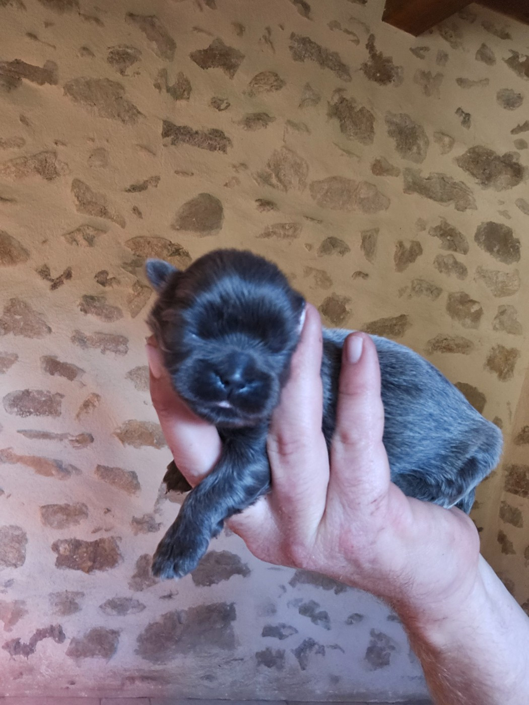 du Moulin de Bonneval - Chiots disponibles - Shih Tzu