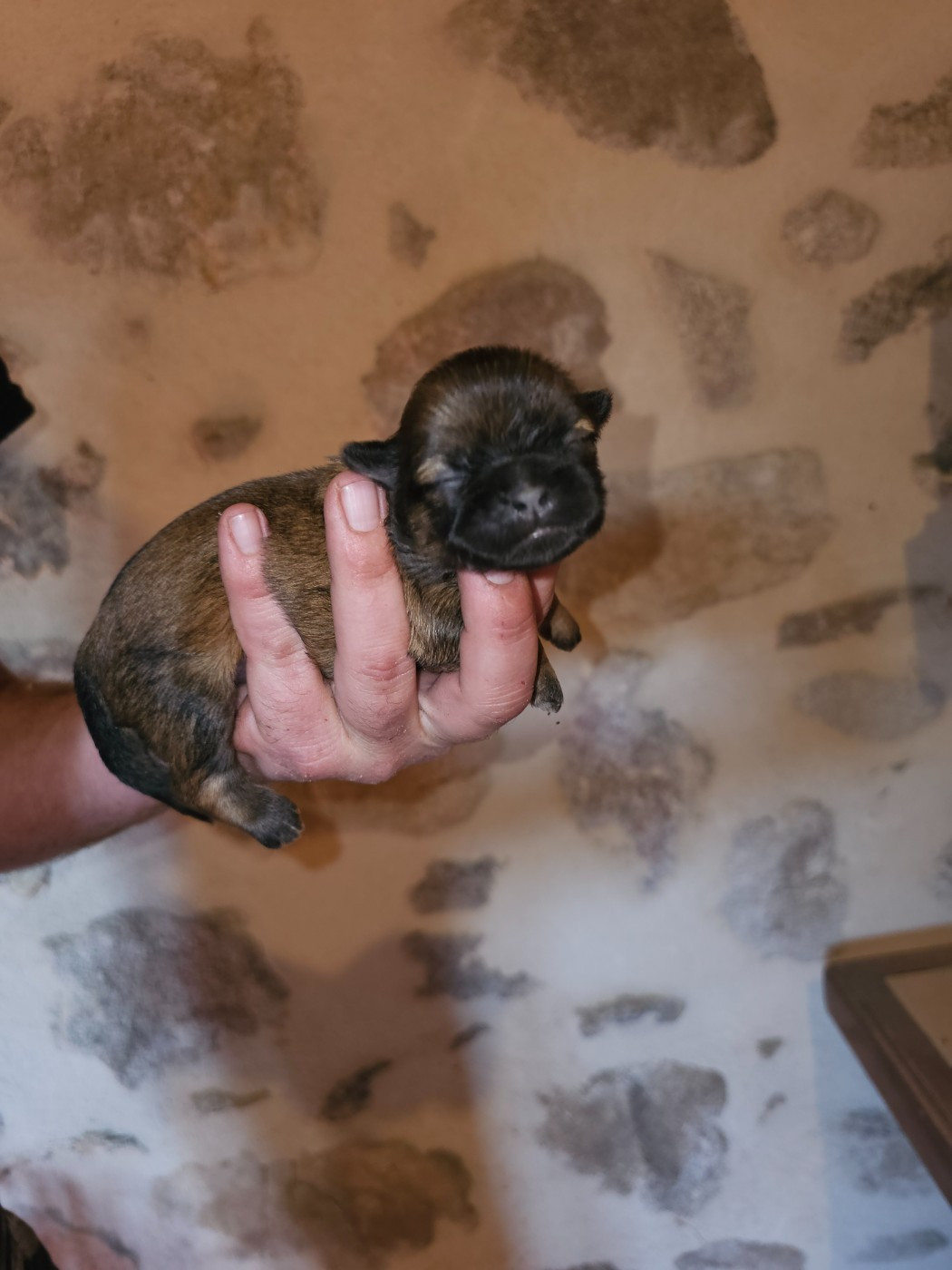 du Moulin de Bonneval - Chiots disponibles - Shih Tzu