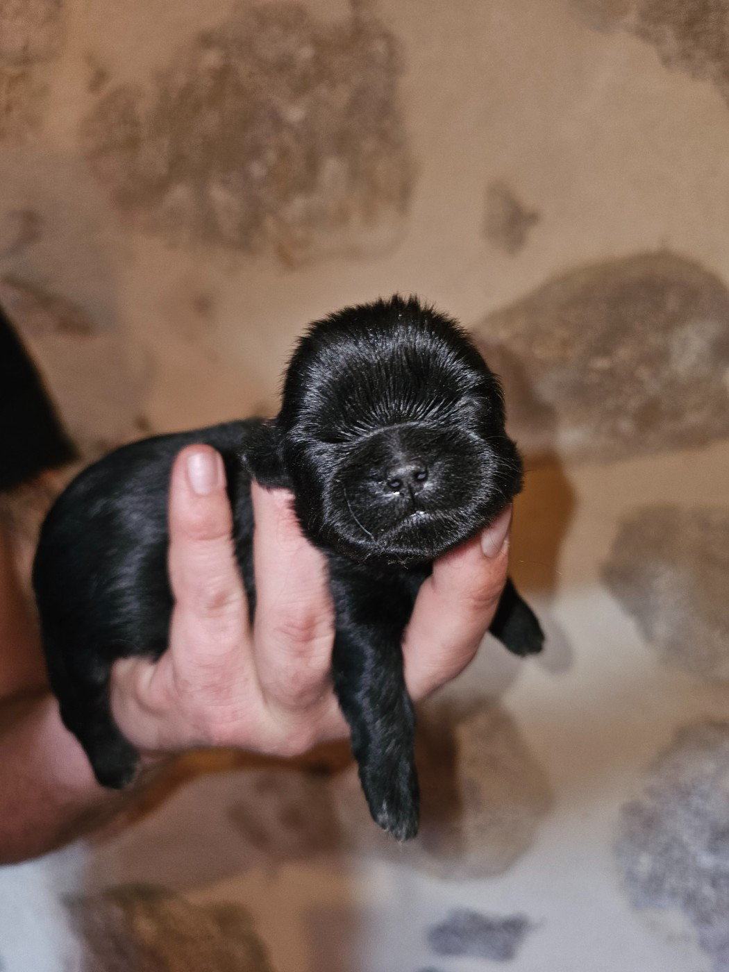 du Moulin de Bonneval - Chiots disponibles - Shih Tzu