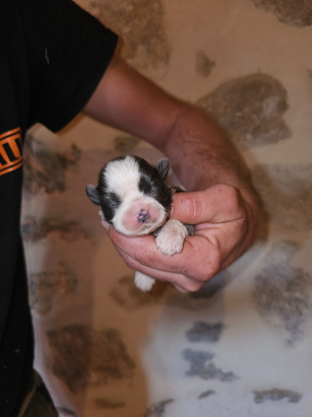 du Moulin de Bonneval - Chiots disponibles - Shih Tzu