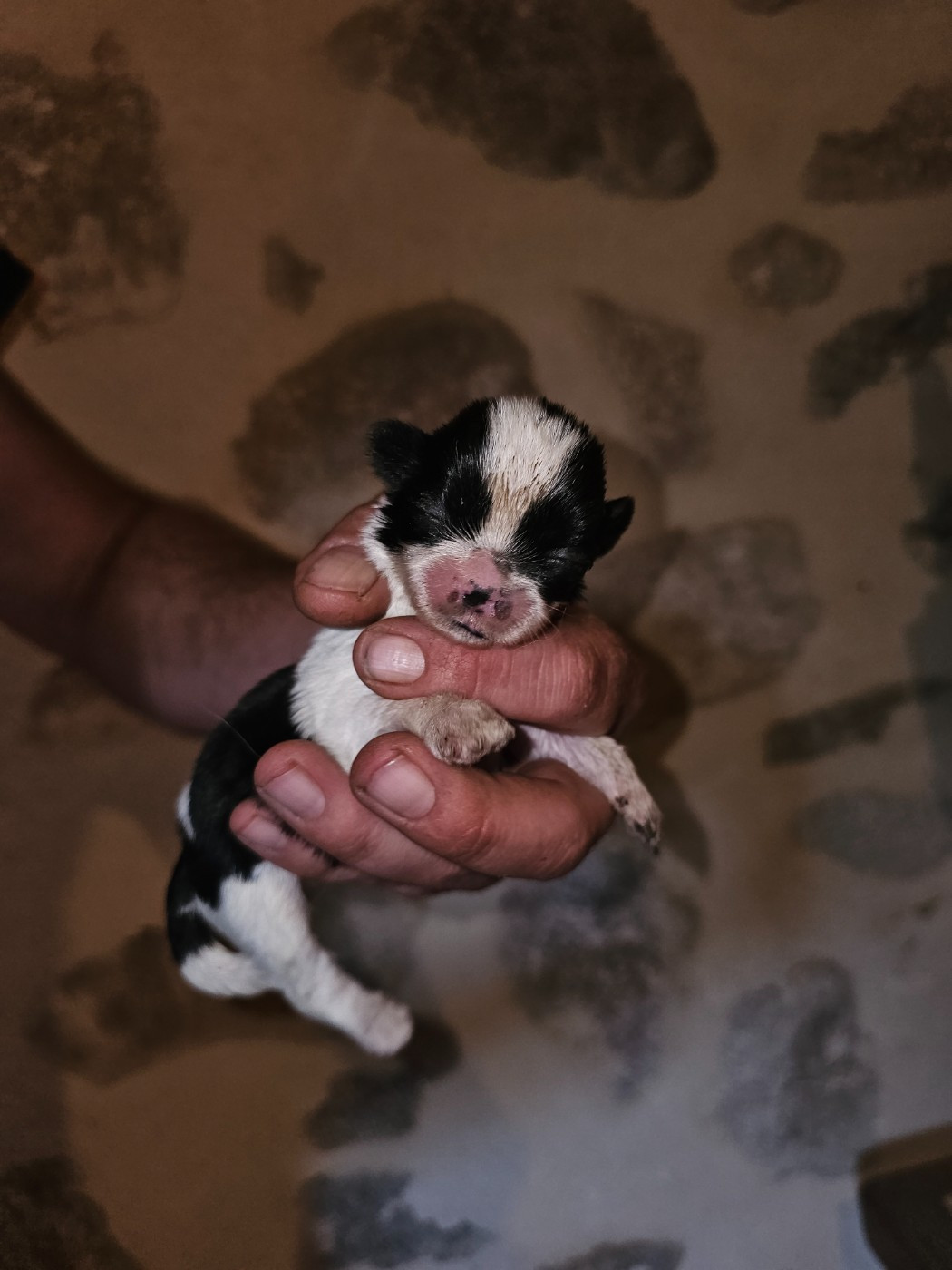 du Moulin de Bonneval - Chiots disponibles - Shih Tzu