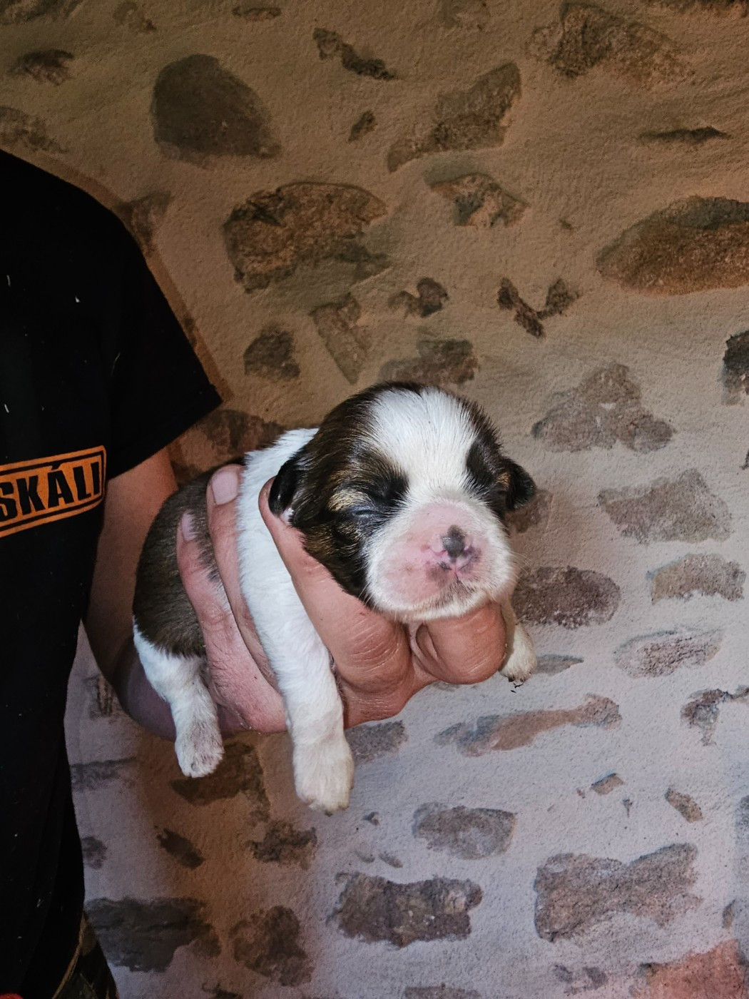 du Moulin de Bonneval - Chiots disponibles - Shih Tzu