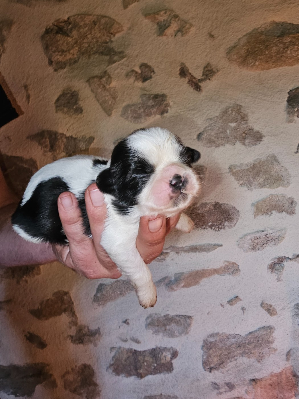 du Moulin de Bonneval - Chiots disponibles - Shih Tzu
