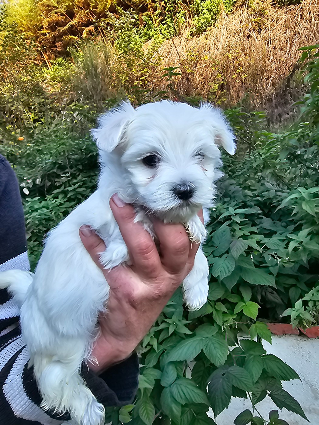 du Moulin de Bonneval - Chiots disponibles - Bichon maltais
