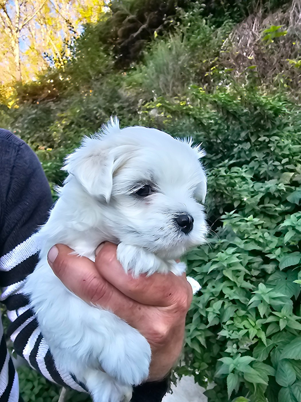 du Moulin de Bonneval - Chiots disponibles - Bichon maltais