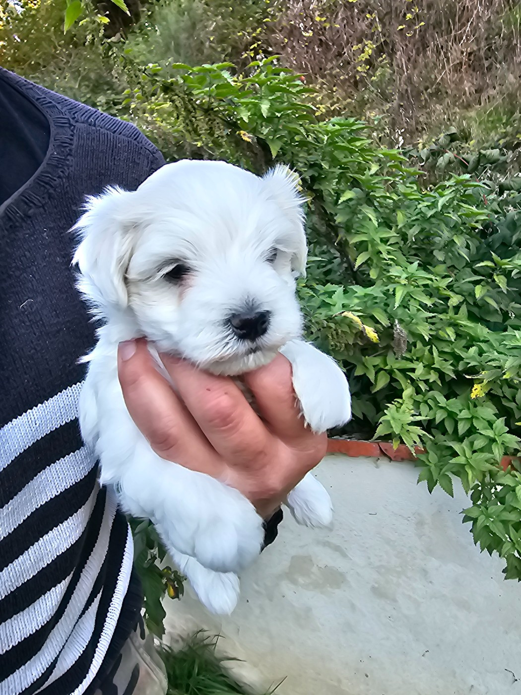 du Moulin de Bonneval - Bichon maltais - Portée née le 15/09/2025