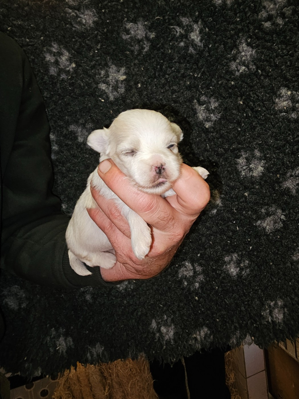 du Moulin de Bonneval - Chiots disponibles - Bichon maltais