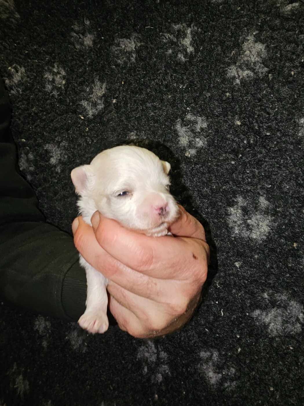 du Moulin de Bonneval - Chiots disponibles - Bichon maltais