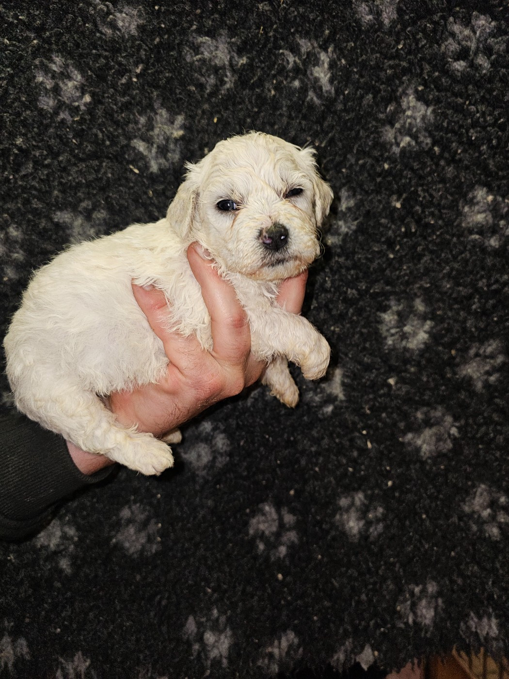 du Moulin de Bonneval - Chiots disponibles - Bichon Frise